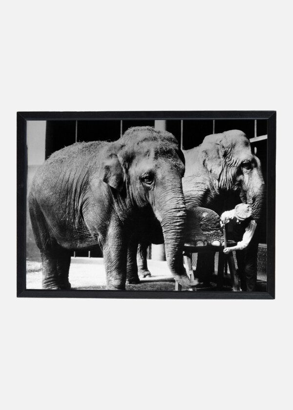 ELEPHANT MANICURE