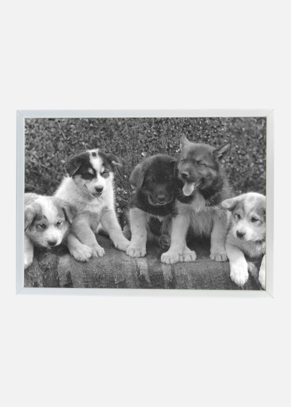 VINTAGE PHOTO OF CUTE PUPPIES