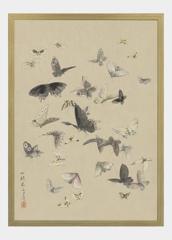 ILLUSTRATION BUTTERFLIES