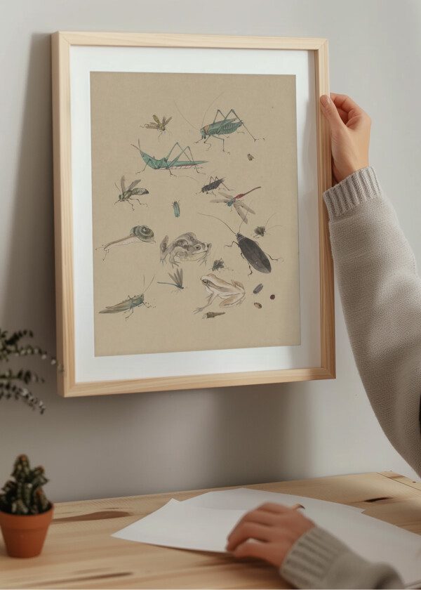 ILLUSTRATION INSECTS