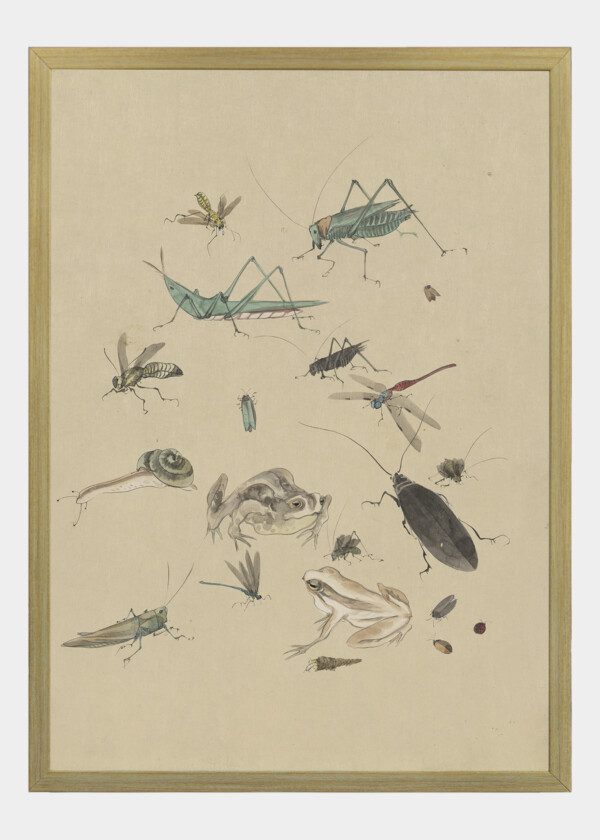 ILLUSTRATION INSECTS