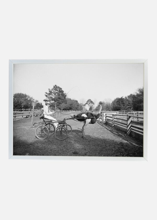 OLIVER W., THE FAMOUS TROTTING OSTRICH AT FLORIDA OSTRICH FARM, JACKSONVILLE, 1903
