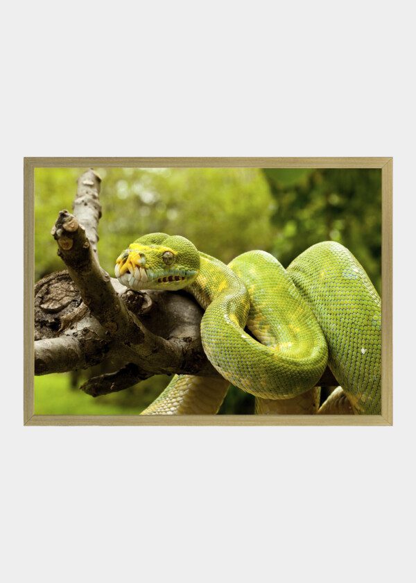 GREEN SNAKE