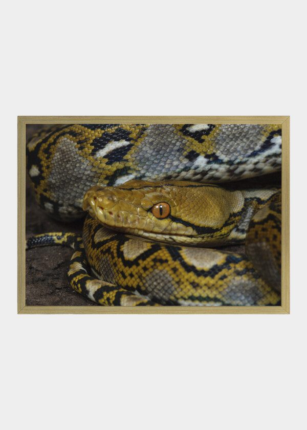 BROWN SNAKE