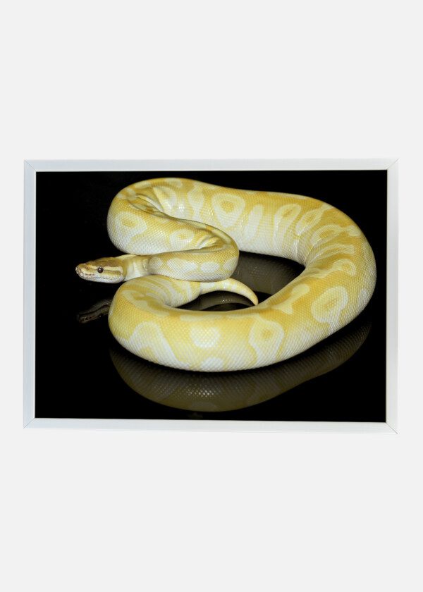 LIGHT YELLOW SNAKE