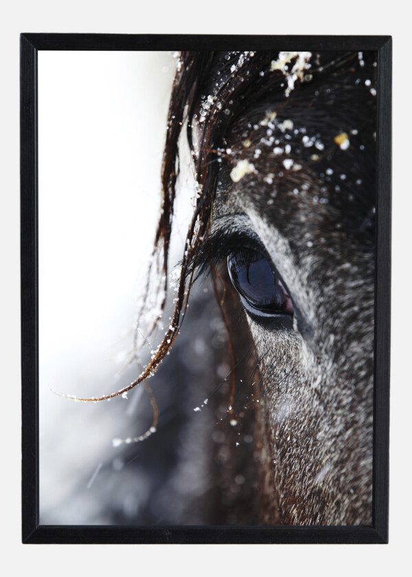 HORSE FACE CLOSEUP