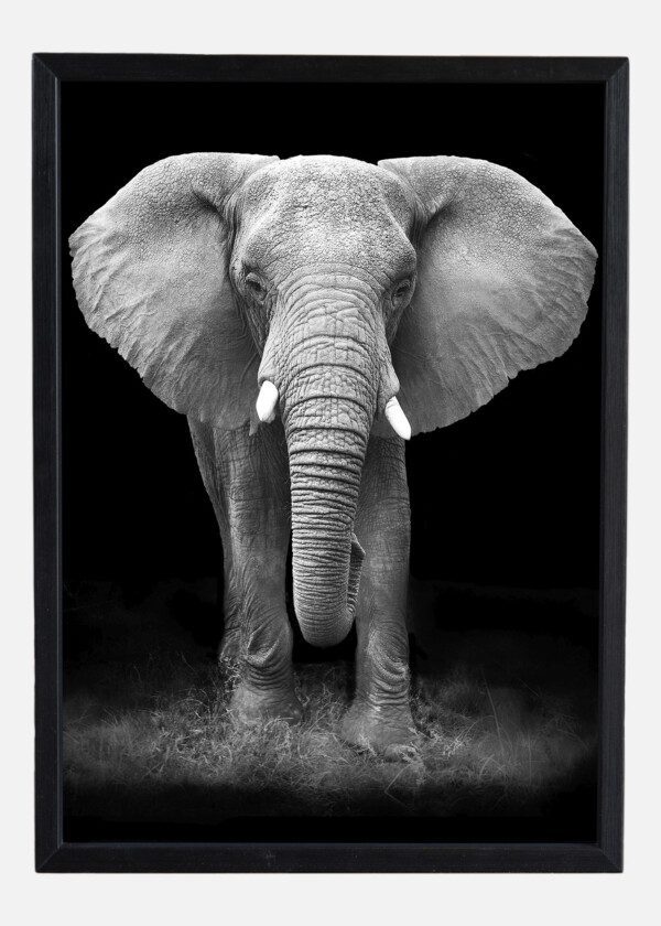 ELEPHANT WITH BIG EARS