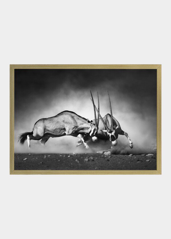 ANTELOPES