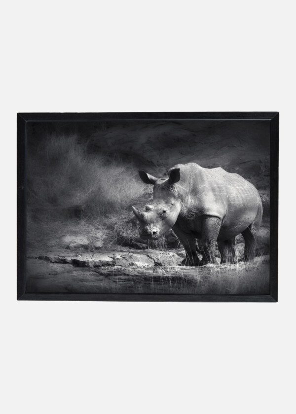 RHINOCEROS