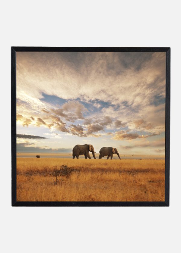 ELEPHANTS ON SAVANNAH