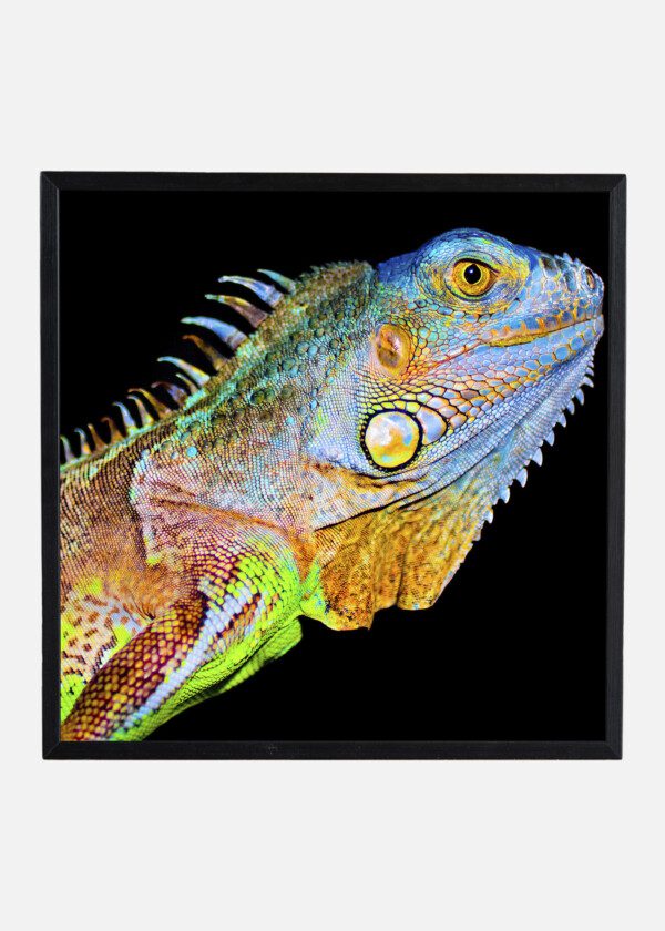 COLORFUL LIZARD