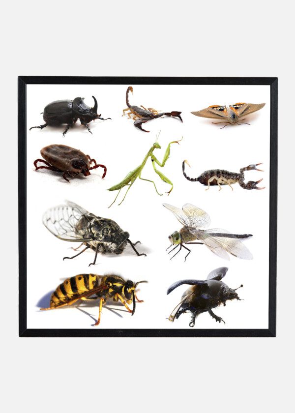 INSECTS