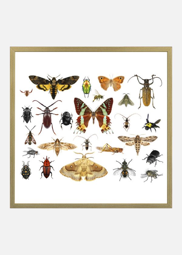 INSECTS