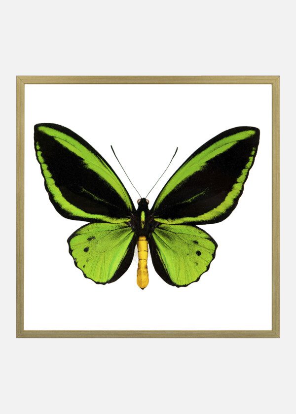 GREEN BUTTERFLY