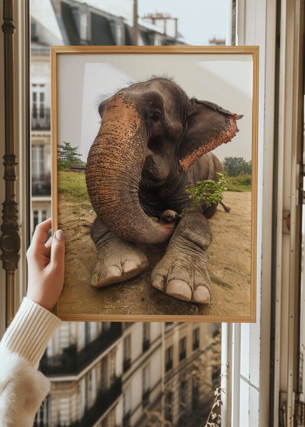 ELEPHANT