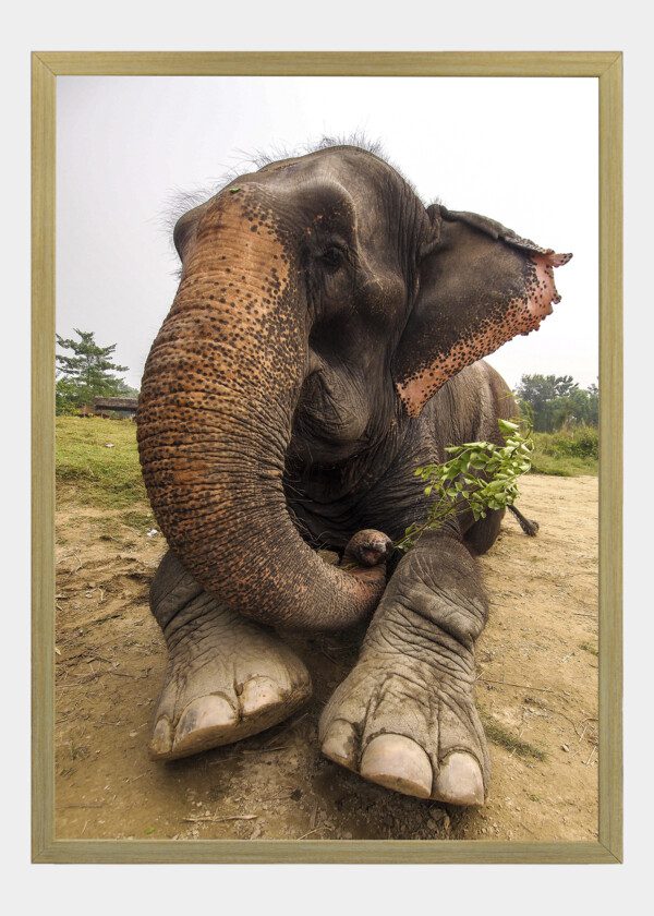 ELEPHANT
