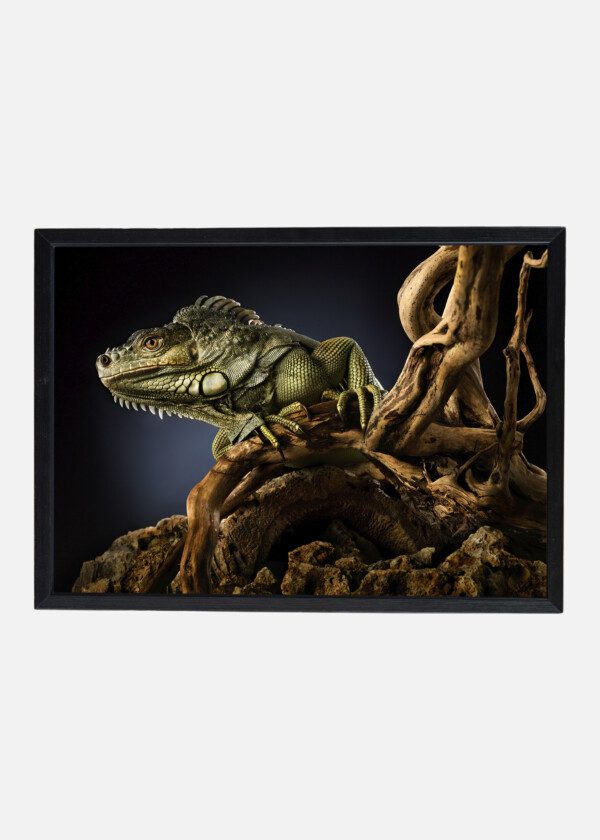 LIZARD