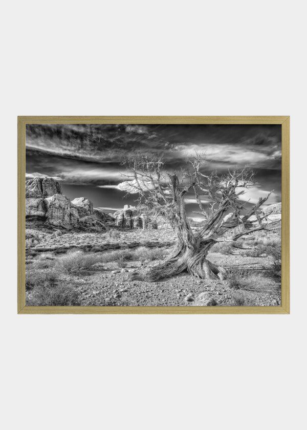 OLD TREE