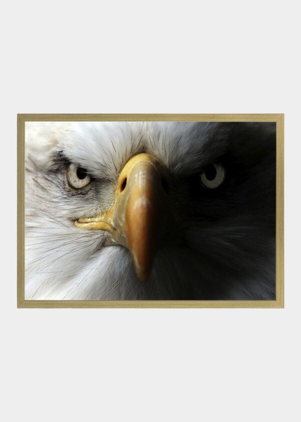 WHITE-HEADED EAGLE
