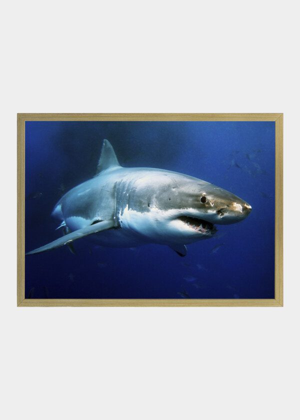 SHARK