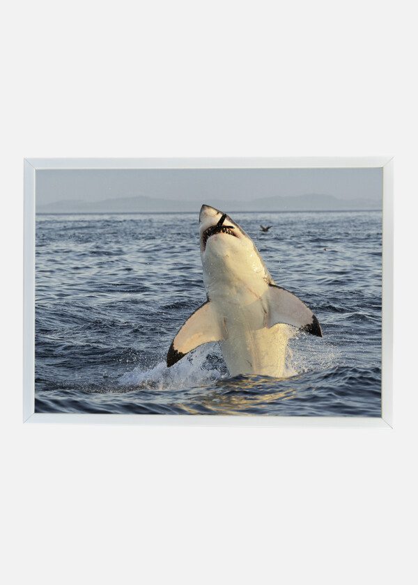 SHARK CATCHES A BIRD