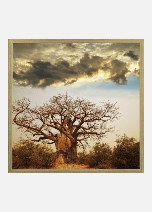 DRY TREE AND DARK CLOUDS