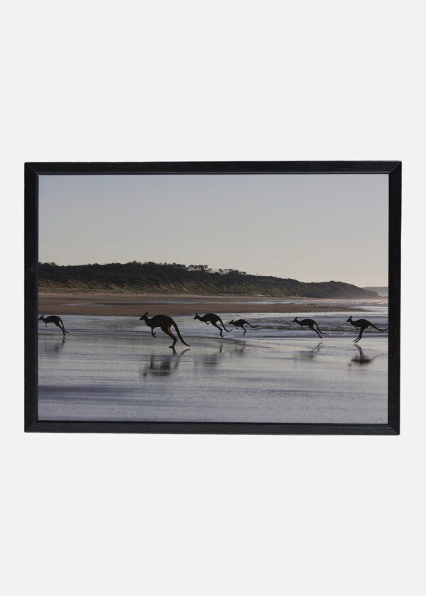 KANGAROO AT THE BEACH EDGE