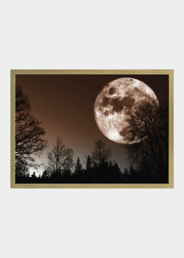 BIG MOON AND BLACK TREES