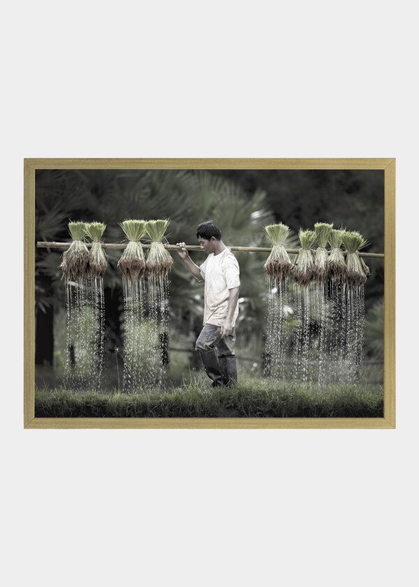 MAN CARRYING BUNDLES OF RICE