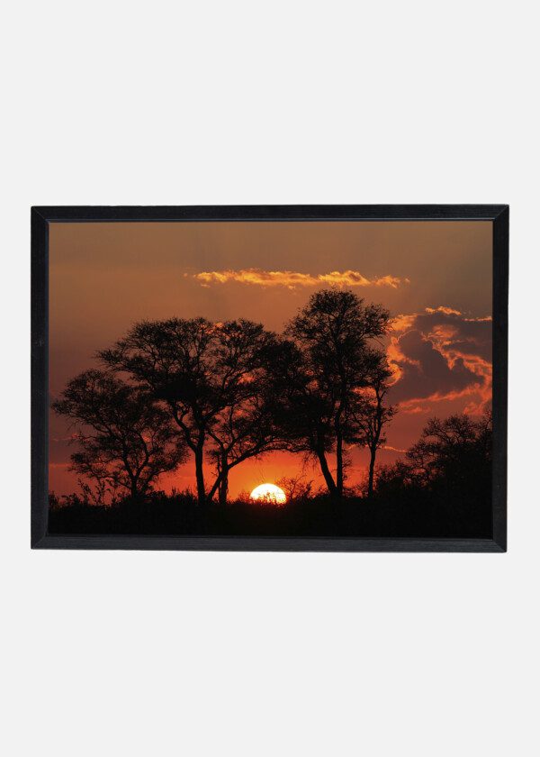 SUNSET AND BLACK TREES