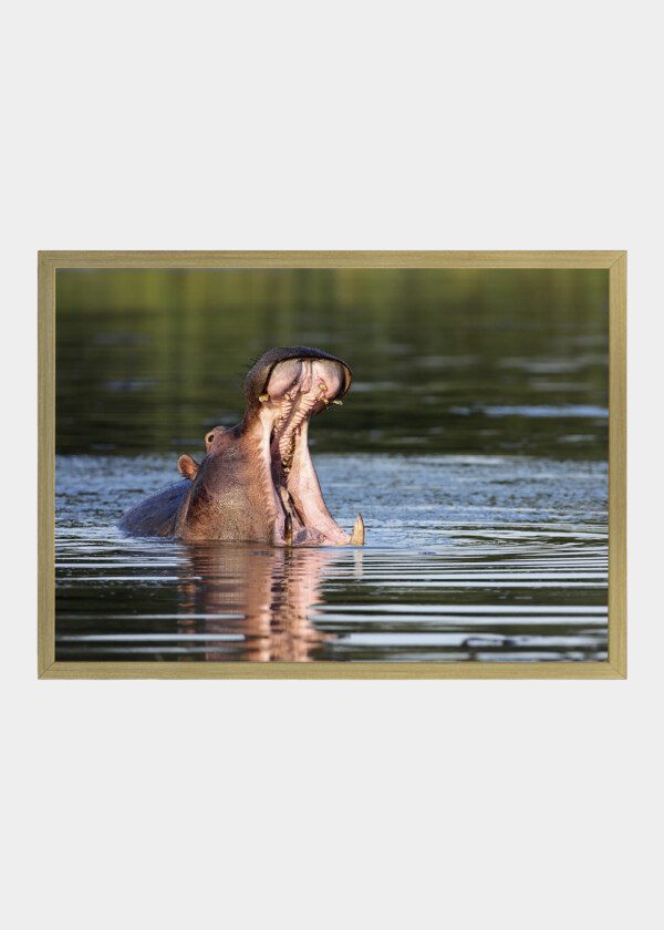 HIPPO