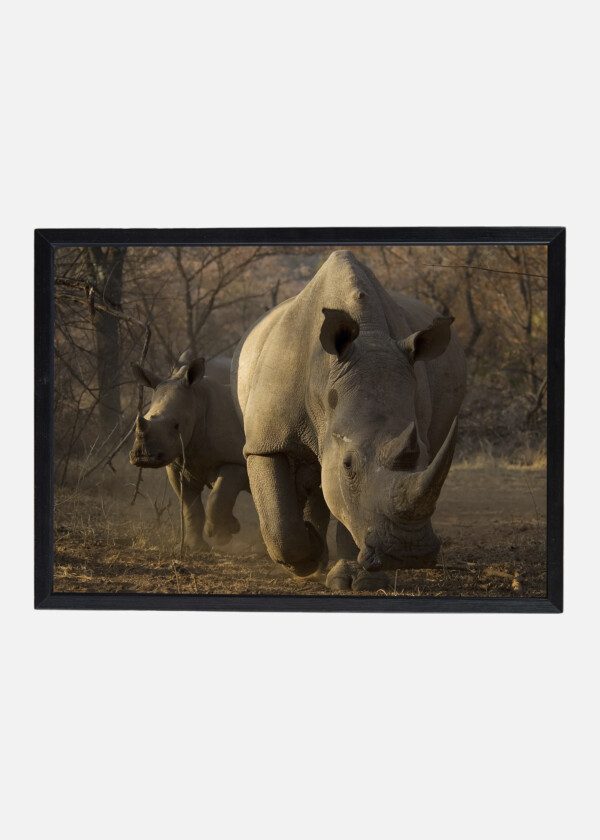 RHINOCEROS