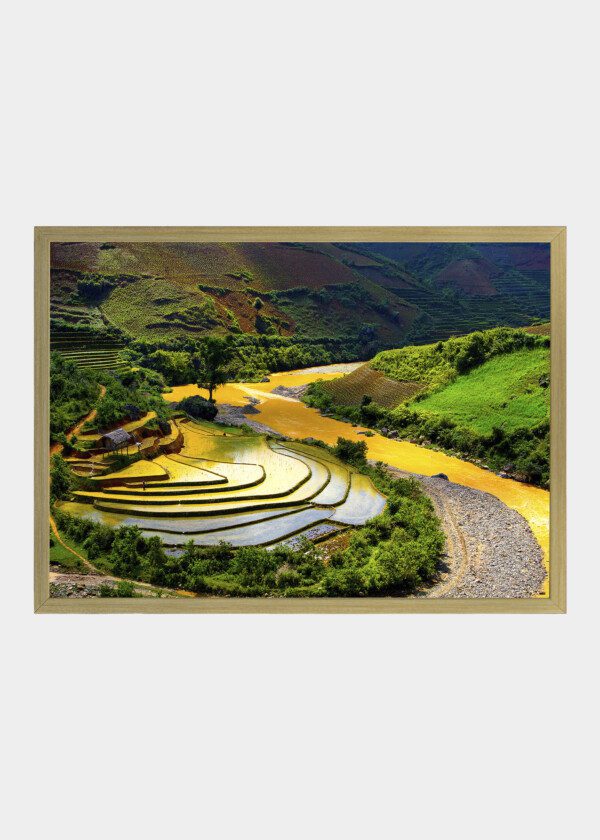 PADDY FIELD