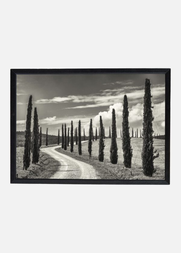 CYPRESS AVENUE