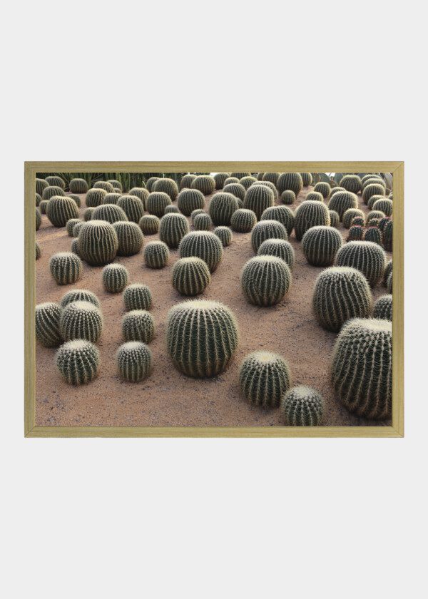 CACTI