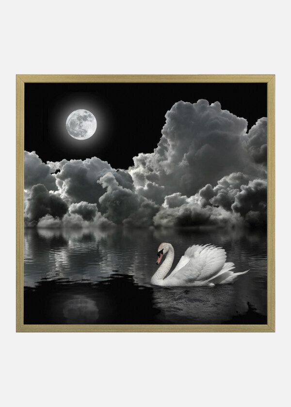 SWAN, CLOUDS AND MOON