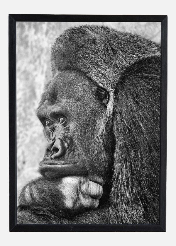 GORILLA