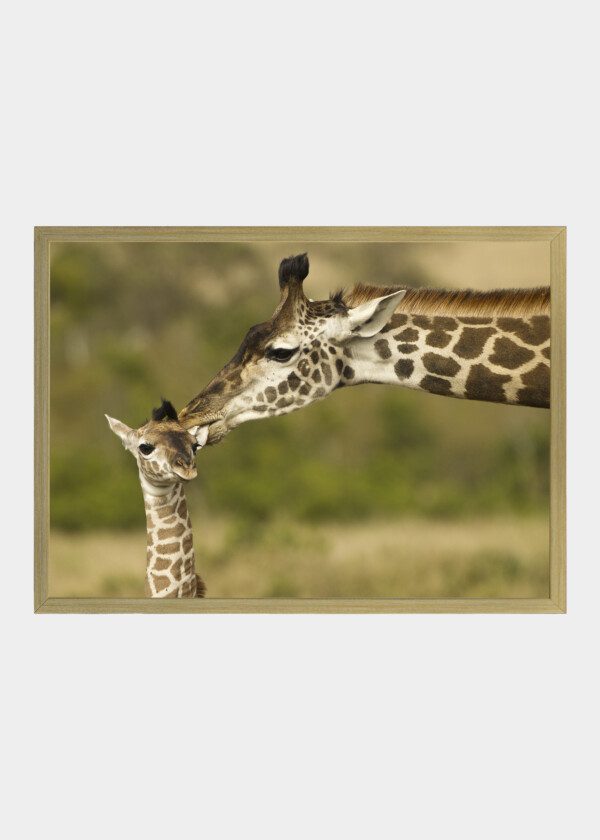 GIRAFFE WITH YOUNG