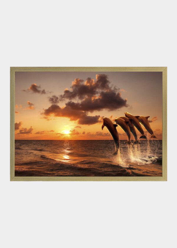 DOLPHINS
