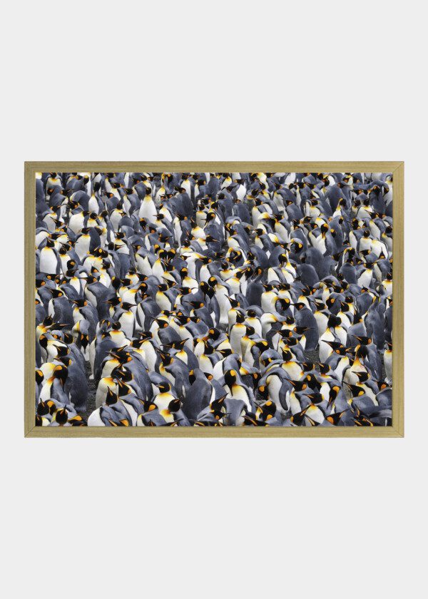 KING PENGUINS