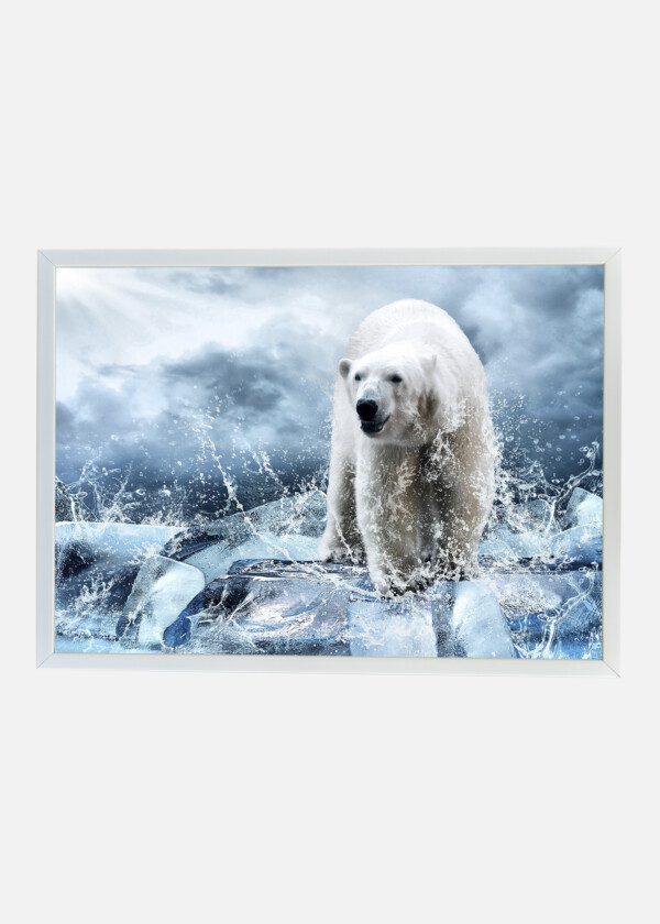 POLAR BEAR