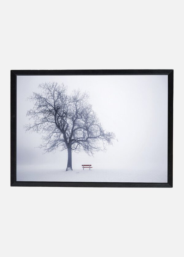 WINTER IMAGE WITH TREES AND PARK BENCH