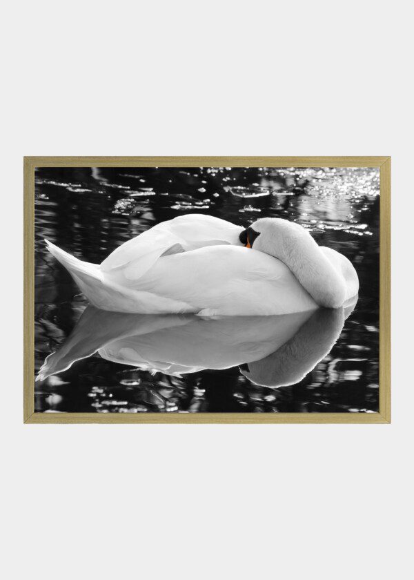 SLEEPING SWAN
