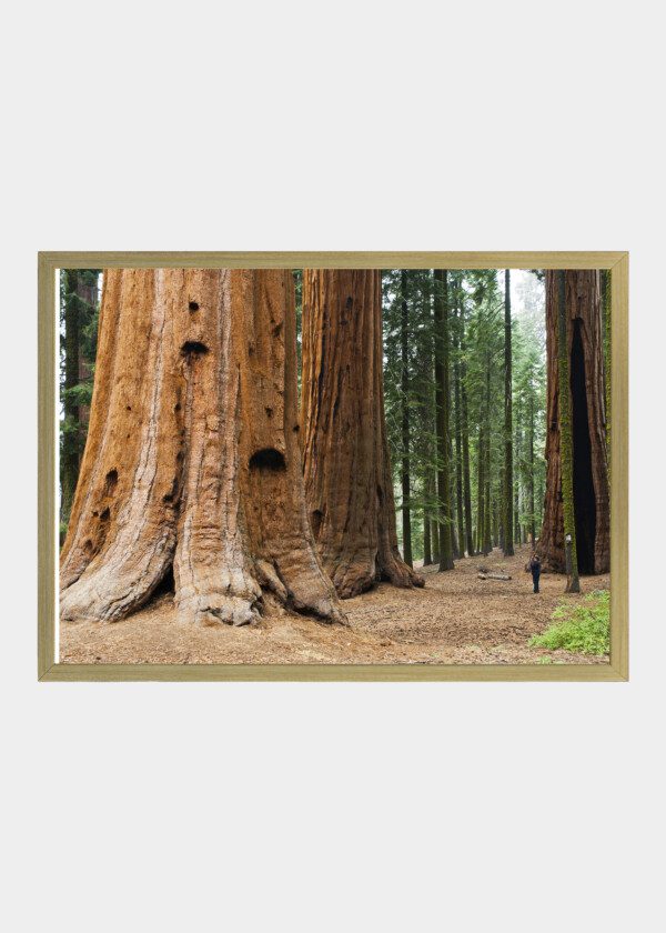 REDWOOD TREES
