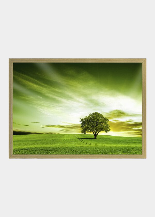 LONELY TREE