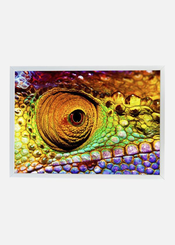 LIZARD EYE
