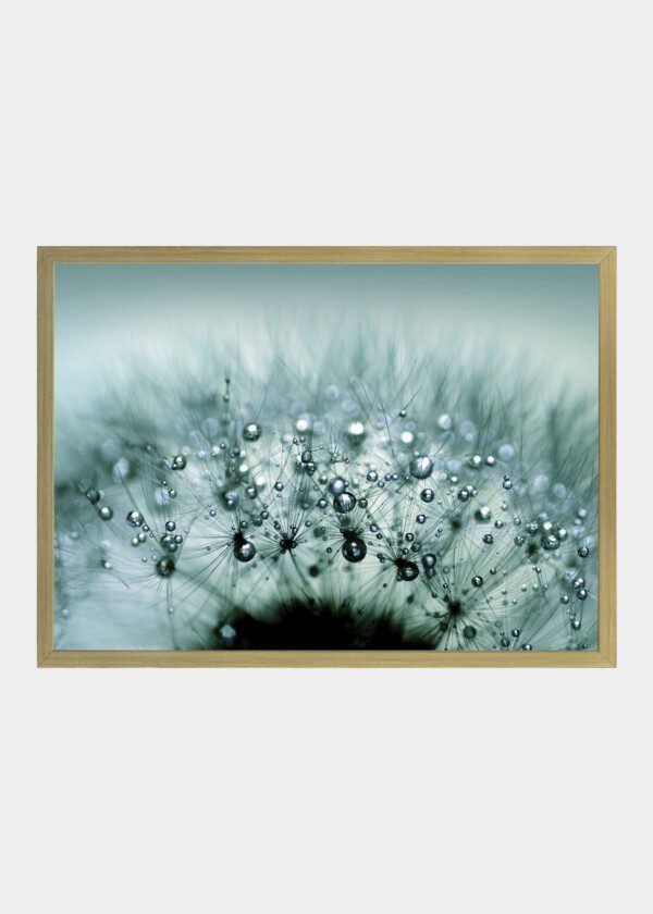 BLUE TARAXACUM WITH DROPLETS