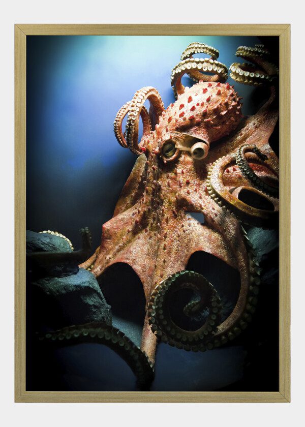 OCTOPUS