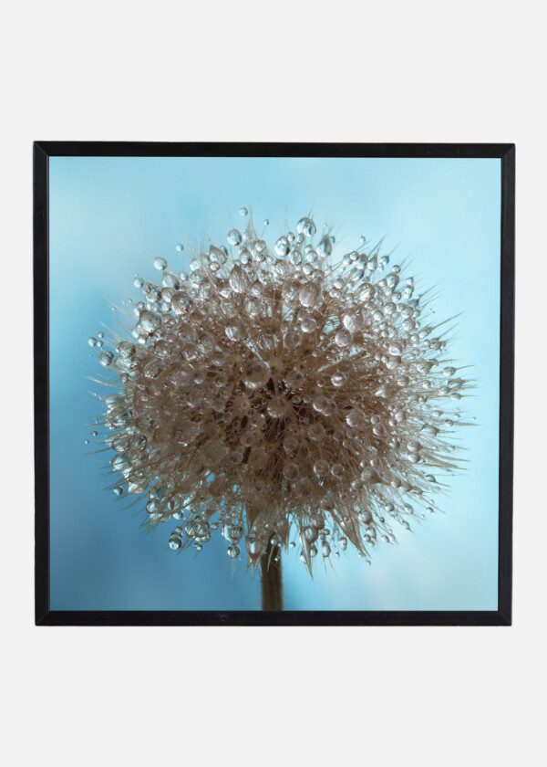 WATER DROPS ON DRIED FLOWER