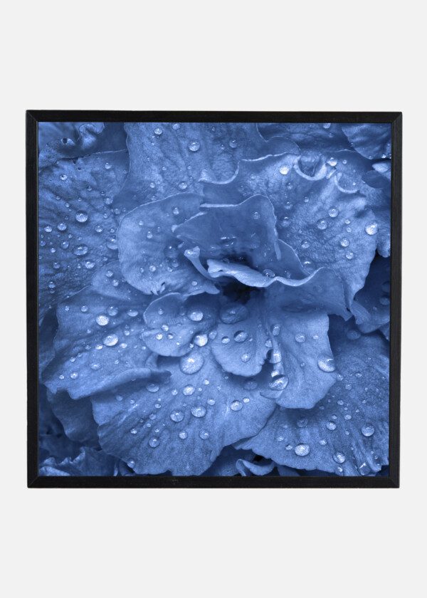 DROPS ON BLUE PLANT